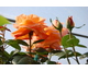 Rosa Louis de Funes Gpt
