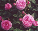 Rosa Louise Odier