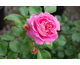 Rosa Lovely Pink