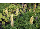 Lupinus  polyphyllus Chandelier (Kronleuchter)