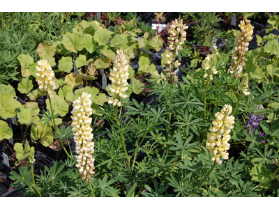 Lupinus  polyphyllus