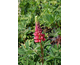 Lupinus  polyphyllus My Castle (Mein Shloss)