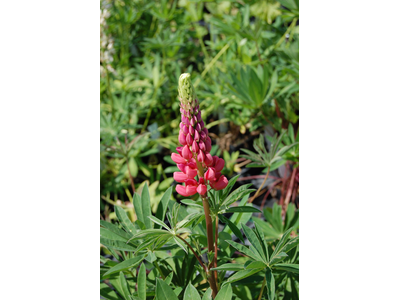 Lupinus  polyphyllus