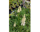 Lupinus  polyphyllus Noble Maiden (Fraulein)