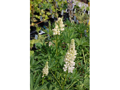 Lupinus  polyphyllus
