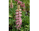 Lupinus  polyphyllus The Chatelaine (Schlossfrau)