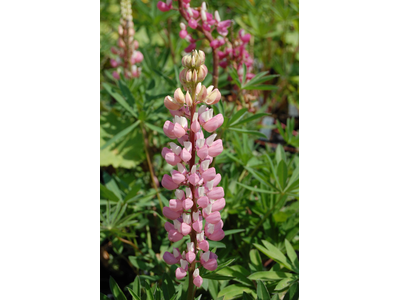 Lupinus  polyphyllus