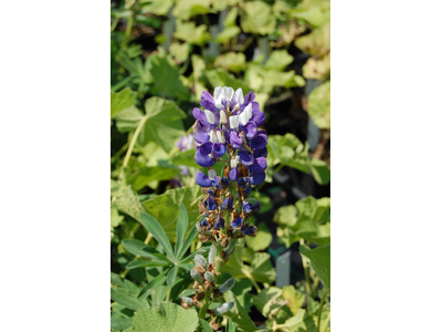 Lupinus  polyphyllus