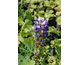 Lupinus  polyphyllus The Governor (Kastellan)