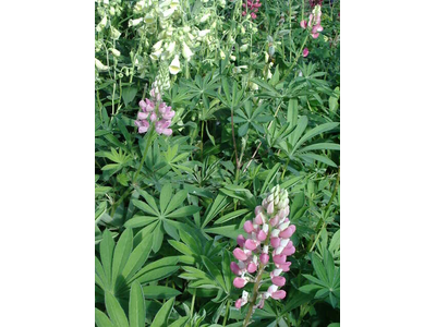 Lupinus  perennis