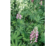 Lupinus  perennis Gallery Mix