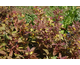 Lysimachia ciliata Firecracker