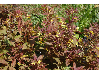 Lysimachia ciliata