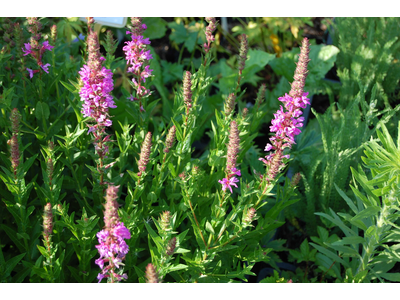 Lythrum salicaria