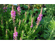 Lythrum salicaria