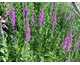 Lythrum salicaria Rosy Gem