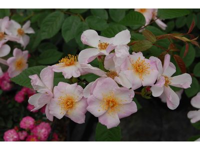 Rosa