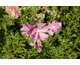 Malva alcea var. fastigiata 