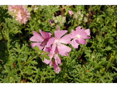 Malva alcea var. fastigiata