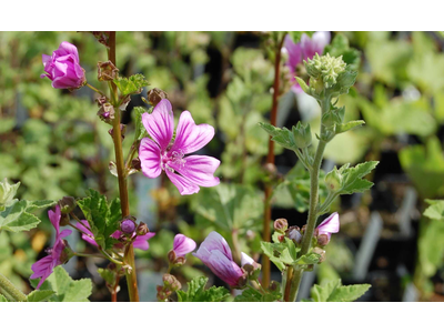 Malva sylvestris    