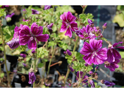 Malva sylvestris var. mauritiana