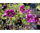 Malva sylvestris var. mauritiana 
