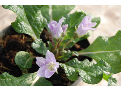 Mandragora autumnalis