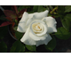 Rosa Margaret Merril