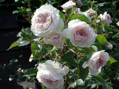 Rosa