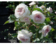 Rosa Maria Theresia