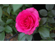 Rosa Maritim