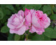 Rosa Mary Rose