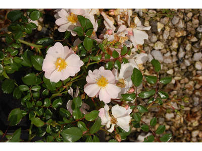 Rosa