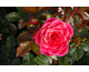 Rosa Melusina