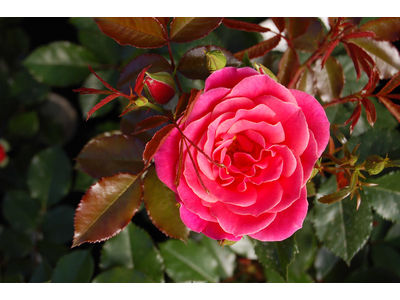 Rosa