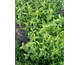 Mentha spicata  