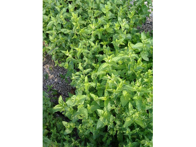 Mentha spicata 