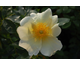 Rosa Mermaid  (bracteata)