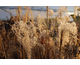 Miscanthus sinensis Flamingo