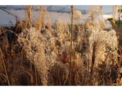 Miscanthus sinensis