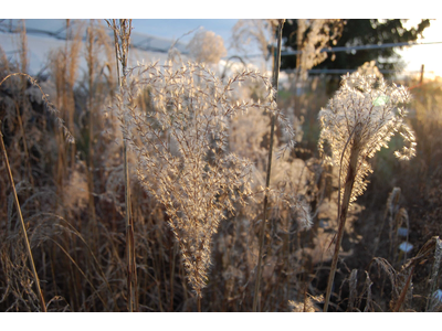 Miscanthus sinensis