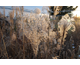 Miscanthus sinensis