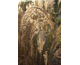 Miscanthus sinensis Sirene