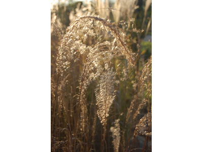 Miscanthus sinensis