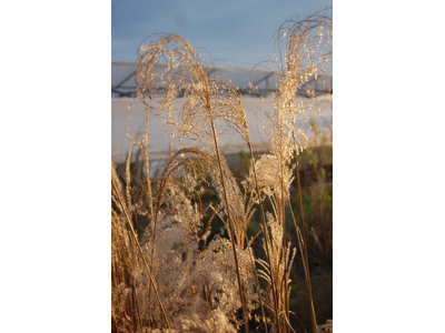 Miscanthus sinensis