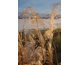 Miscanthus sinensis Zebrinus