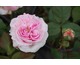 Rosa Mme Ernest Calvat