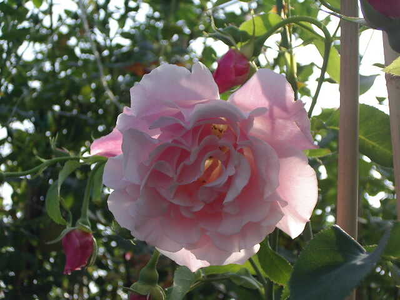 Rosa
