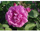 Rosa Mme Isaac Pereire