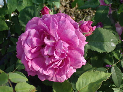 Rosa